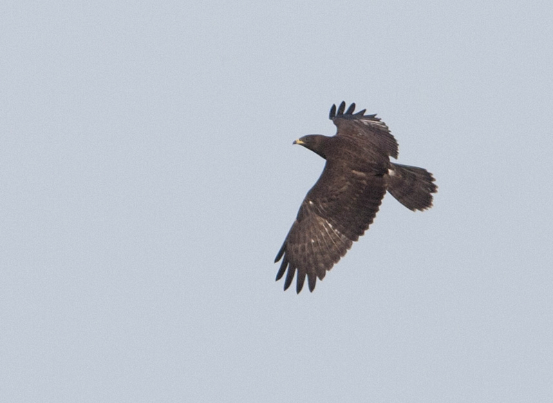 Aiuto per identificazione rapace in mobbing